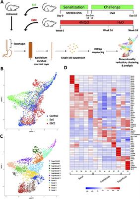Eosinophilic esophagitis-associated epithelial remodeling may limit esophageal carcinogenesis
